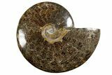 Polished Ammonite (Cleoniceras) Fossil - Madagascar #339203-1